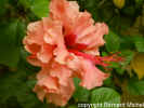 hibiscus rosa-sinensis4_1.JPG (129127 octets)