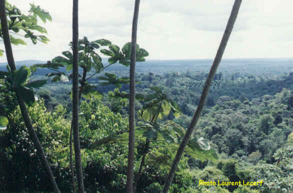 A view from Cacao road