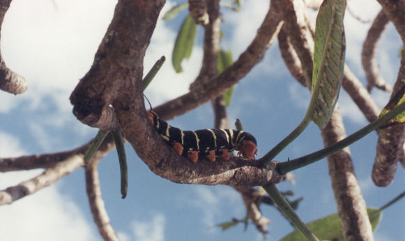 A Sphingidae caterpillar
