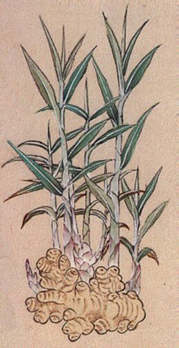 BEN CAO : ouvrage de pharmacologie, empereur Xiao Zong, 1505.