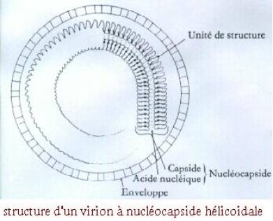 Structure d'un virion  nuclocapside hlicoidale