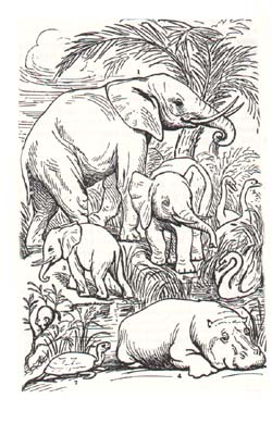 elephants et hippopotame nains insulaires
