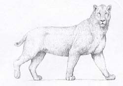 Le grand chat  dents de sabre (Smilodon populator)