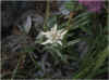 edelweiss.jpg (27979 octets)