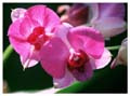 Dendrobium (orchide)