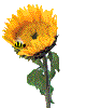 fleur.GIF (15308 octets)
