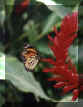 Papillon.jpg (10134 octets)