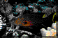 Poisson dans un Corail.gif (51361 octets)