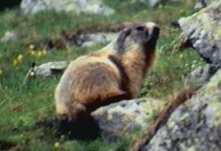 Marmotte - Madone de Fenestre