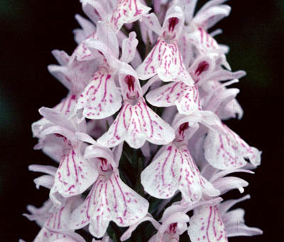 inflorescence D.maculata