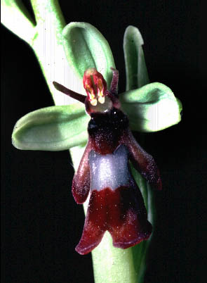 fleur Ophrys insectifera