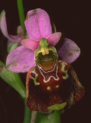 fleur Ophrys fuciflora