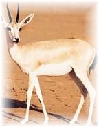 la gazelle raille