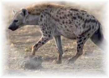 l'hyène ricane