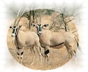 l'oryx bêle