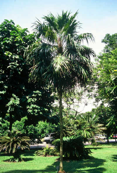 Thrinax parviflora (Jardin botanique, Singapour) PO. Albano
