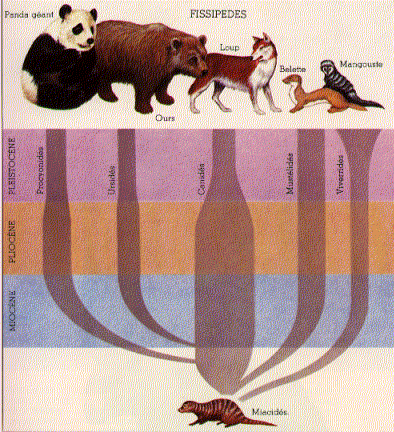 L'arbre gnalogique de l'ours prcise qu'il est apparu au Miocne et indique son lolution ulrieure.