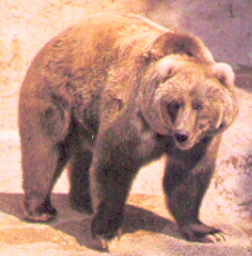 L'ours Kodiak est l'une des plus gros.