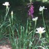 iris blancs