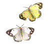 papillons jaunes et blancs