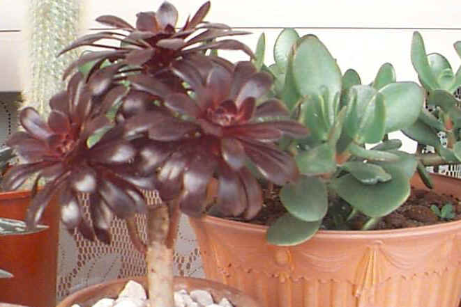 succulentes.jpg (45985 octets)
