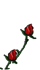 IMAGE-1roses.gif (12513 octets)