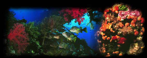 image-martinique-corals.jpg (17718 octets)