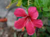 hibiscus.jpg (38366 octets)