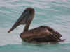 pelican1.jpg (32879 octets)