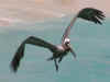 pelican2.jpg (22394 octets)