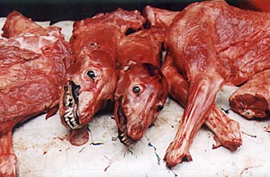 Viande de chien sur étalage