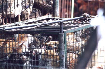 Chats entassés dans cage