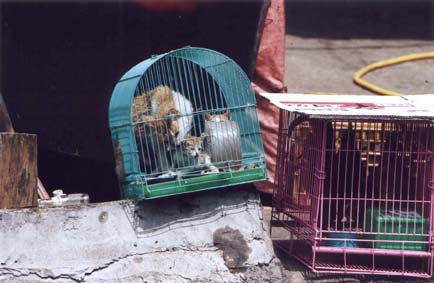 Chats dans cage à oiseaux