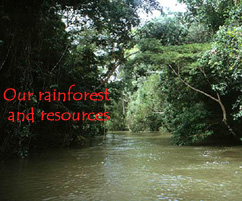 rainforest pictures